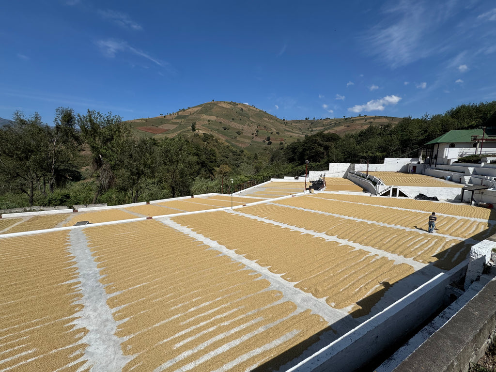 The Fermentation Project by James Hoffmann x Casa Landino
